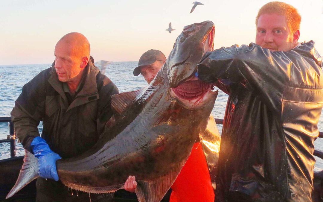 Cirka 32-35 kilo vejede den flotte helleflynder, der tirsdag aften blev landet på Nemo fra Ivans Lystfiskeri. Fangeren var tyskeren Steffen Schultz.