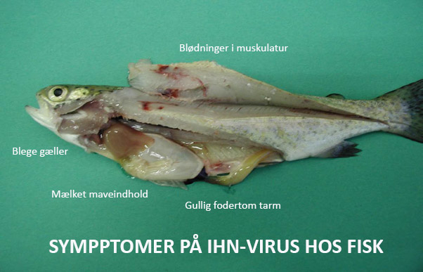 Her kan du se de mest almindelige symptomer på IHN-virus i fisk - her en regnbueørred.