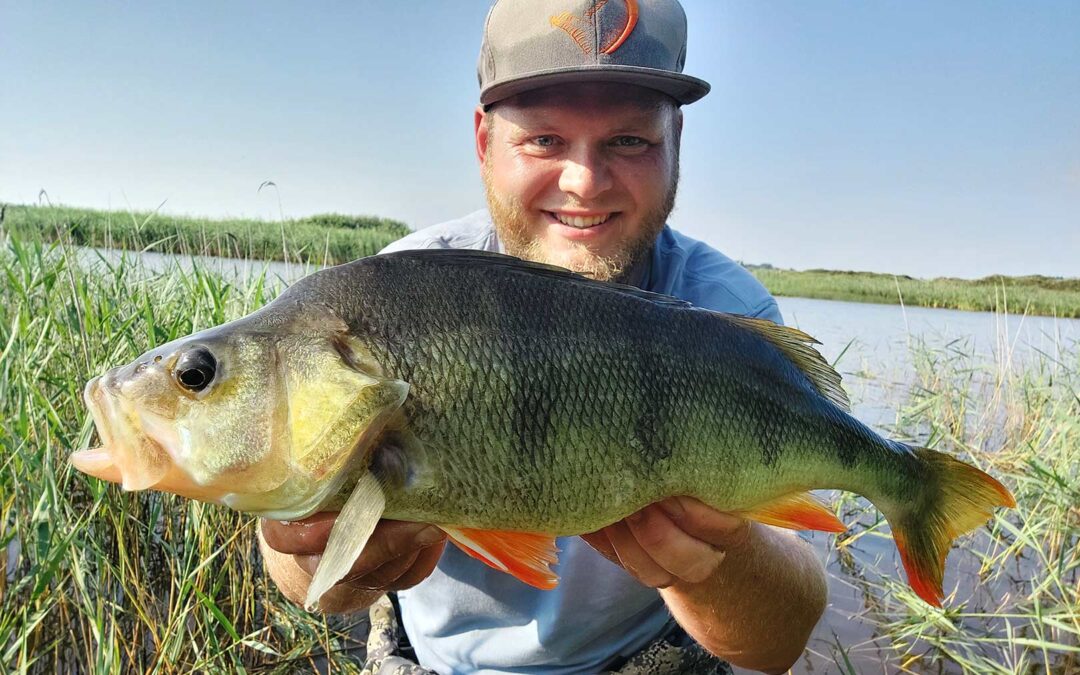 Mads Davidsen med sin 52 cm aborre taget på en Savage Gear shad.