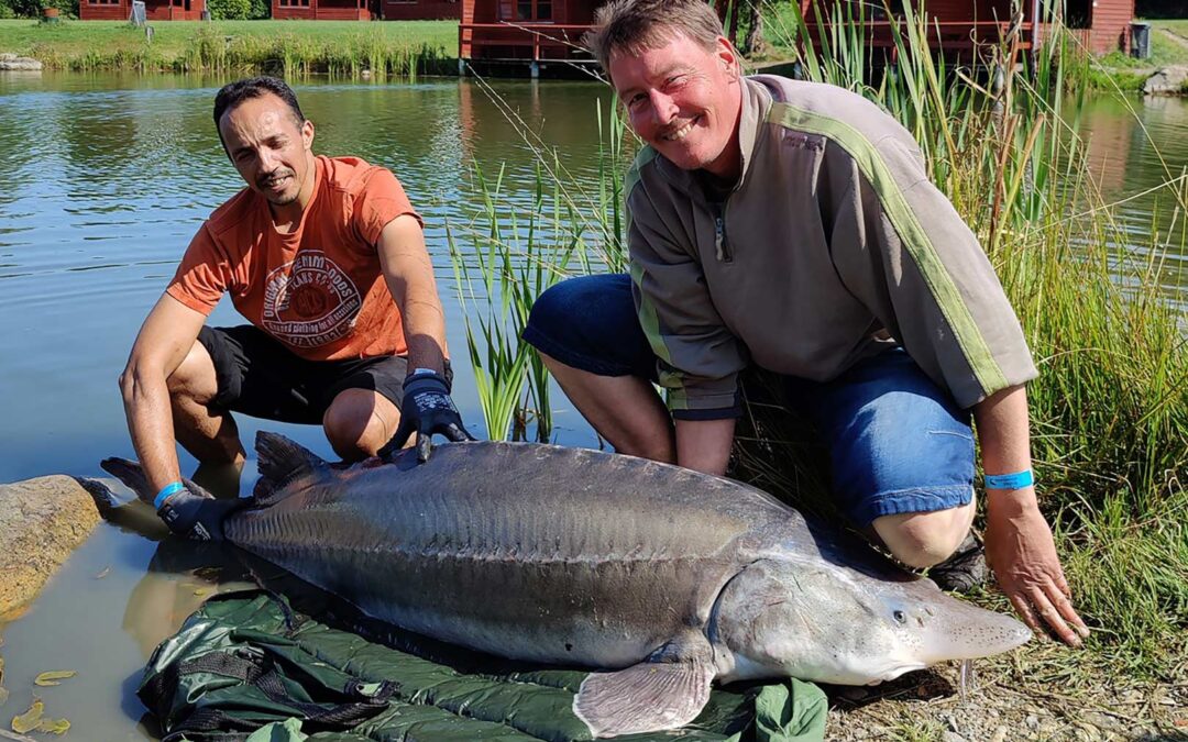 Søren Mortensens store beluga stør vejede 65 kilo