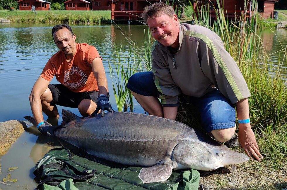 DANMARKS STØRSTE BELUGA STØR? - Fisk & Fri