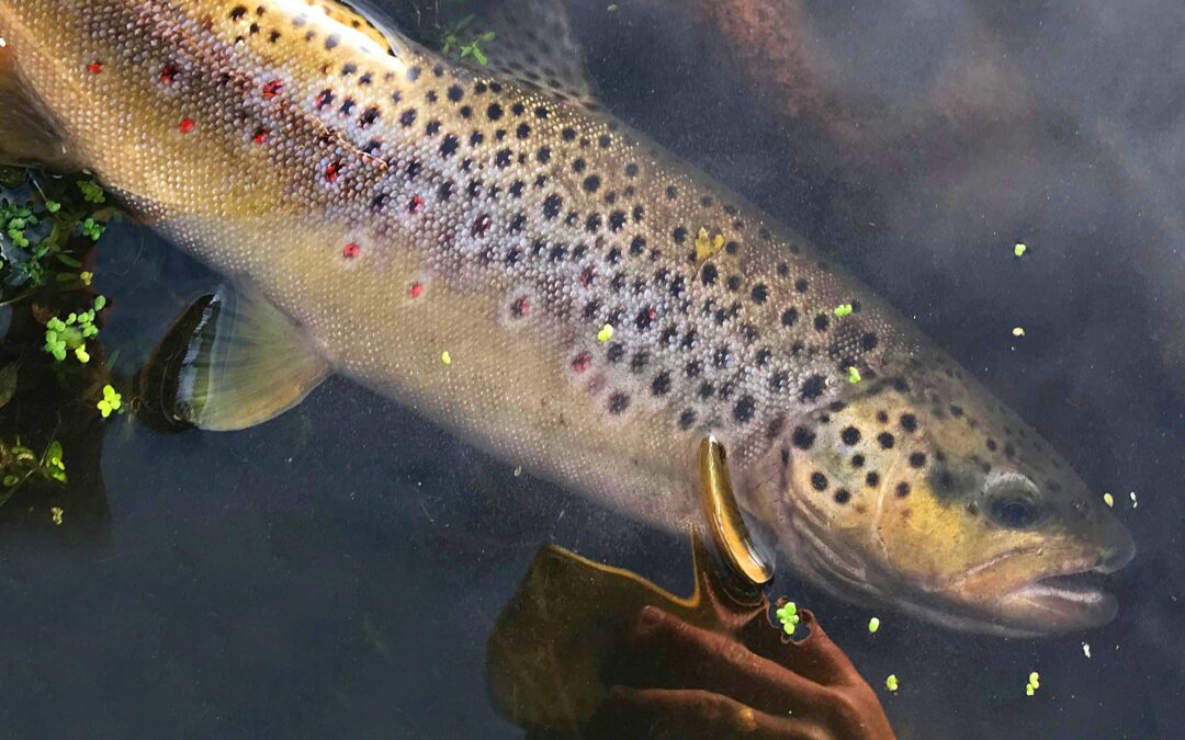 Denne fine bækørred huggede på et stykke brød fisket på overfladen af Jens Hansen.