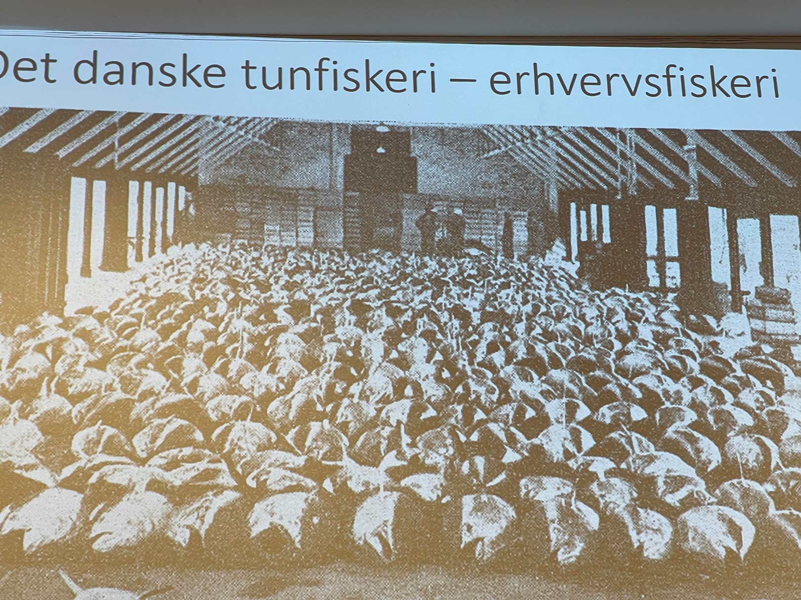 -Det kommercielle fiskeri efter tun i Skandinavien var signifikant og i visse år blev der landet 2000 tons i både Danmark og Sverige. I Norge blev der i 1962 landet 15.000 tons, og det er bemærkelsesværdigt at dette år også var det sidste gode år vi havde her i Danmark, siger Kim Aarestrup. 