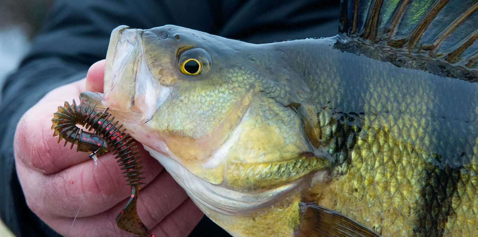 Denne smukke aborre huggede på Westins Ring Teez fisket på dropshot.