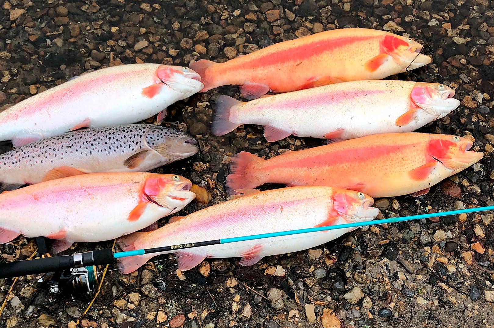 Flemming Bjerrum fik en dell flotte fisk som disse ved Loch Nees.