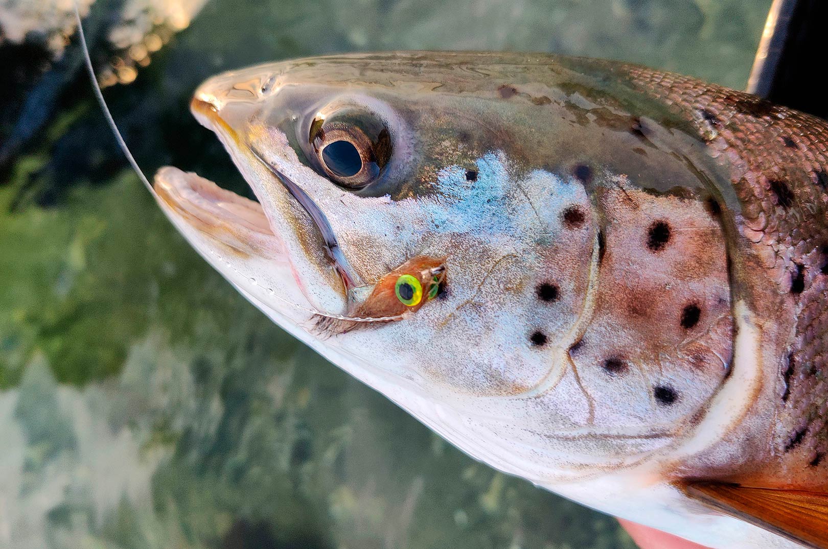 Den lille fiskeimitation er fortrindlig når havørredes føde i det tidlig forår står på hundestejler. De gule Diamond Fish eyes gør det godt