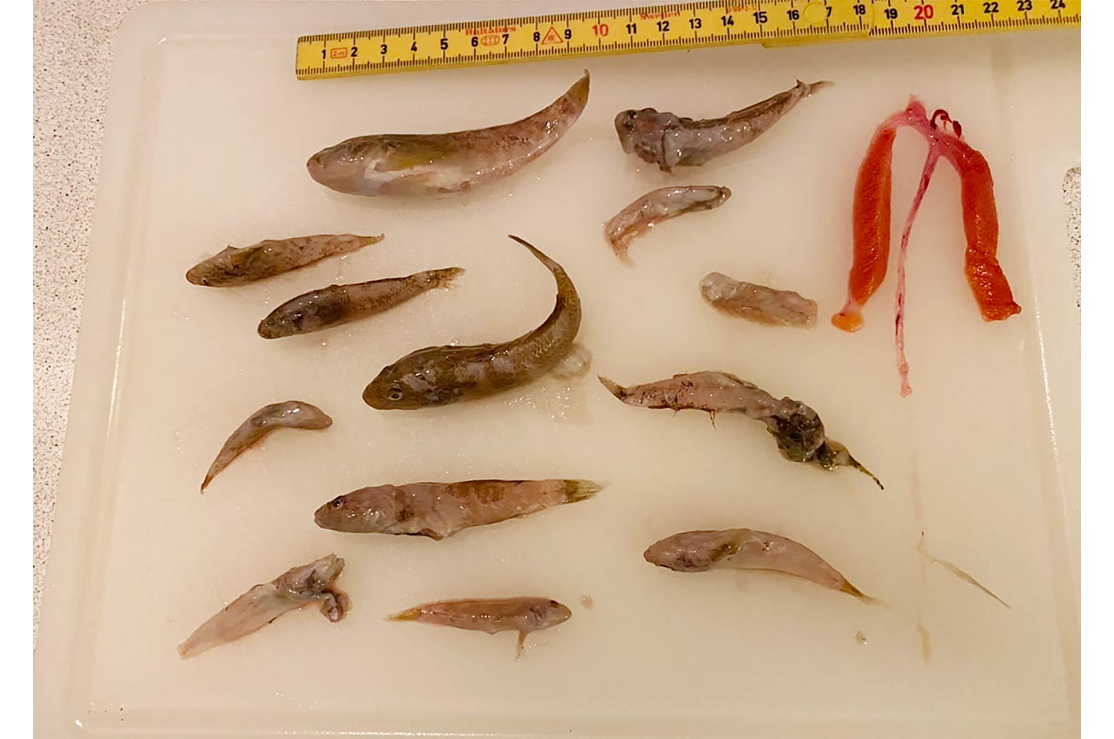 Her kan du se maveindholdet af Raymonds regnbueørred - bl.a. en del kutlinger.