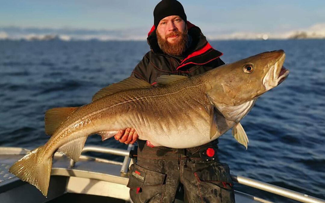 Hele tre torsk over 30 kilo blev der landet på Team Stormen Fishings tur til Nordnorge efter skreitorsk.