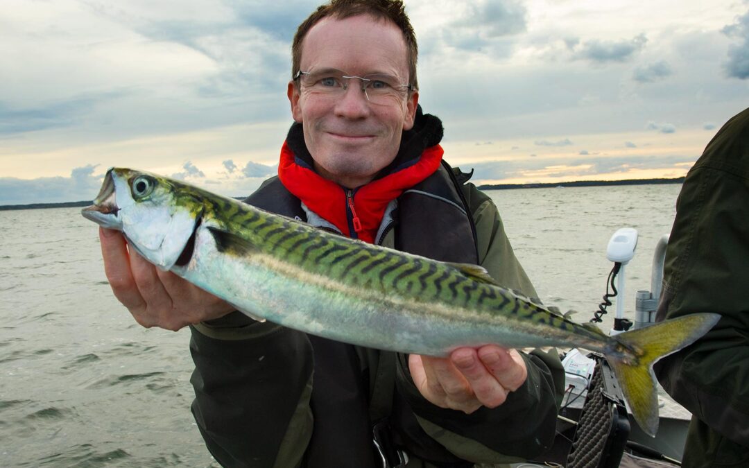 Jens Bursell med en fin makrel fra Roskilde Fjord