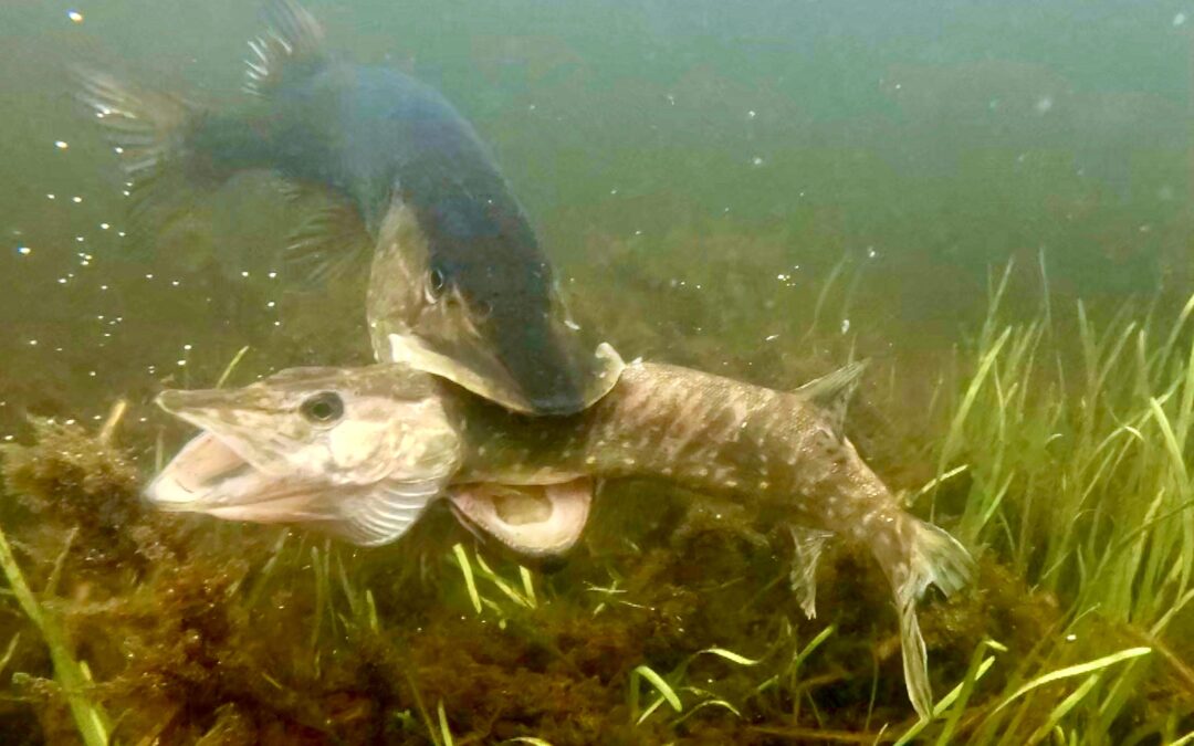 Fiskene i Sverige byder på mange flotte undervandsklip - blandt andet dette.