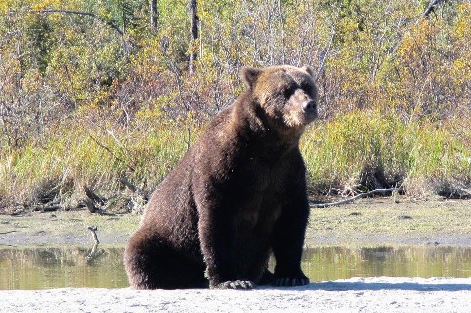 Velvoksne grizzlybjørne som denne er der næsten garanti for at se de fleste steder i Alaska.