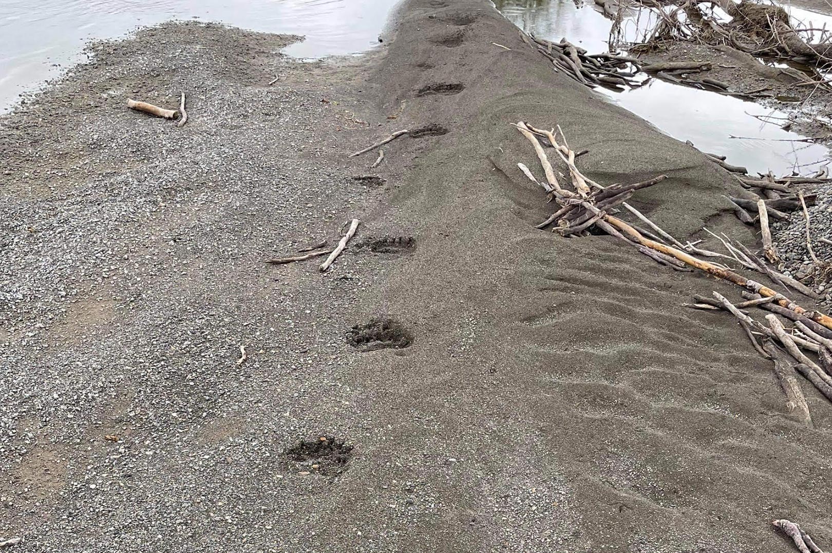 Friske bjørnespor er hverdagskost i Alaska!