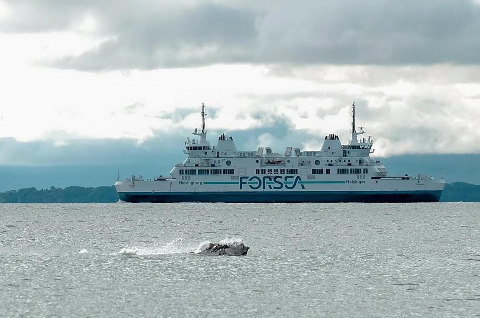 Ole Thomsen var hurtig med kameraet da denne flotte tun sprang fri af vandet i Øresund.