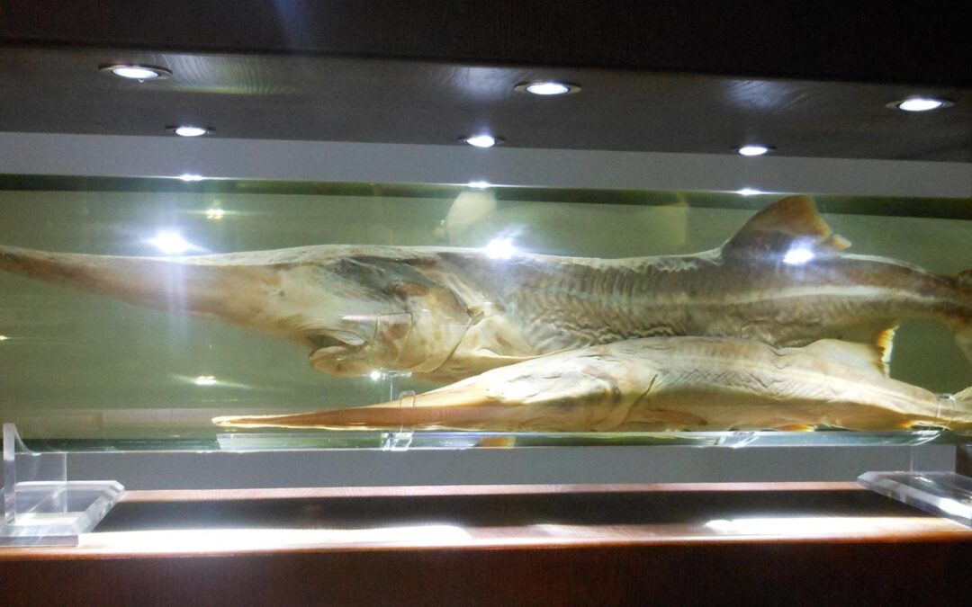 Chineese paddlefish - Psephurus gladius - fotograferet på det Hydrologiske Museum i Wuhan, Kina