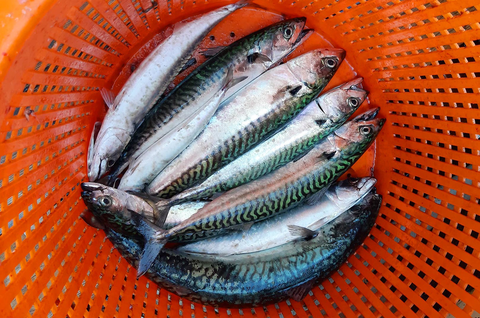 Der er masser af makrel derude lige nu - også i Øresund.