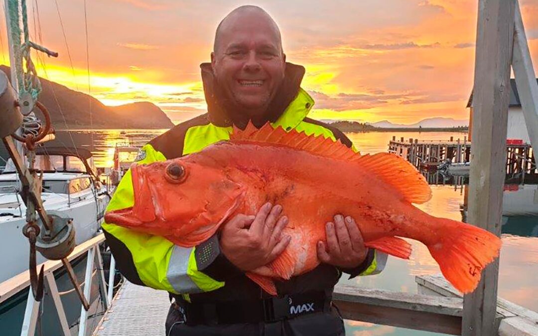 Sven Peine med sin enorme rødfisk der aspirerer til at blive ny norsk rekord.