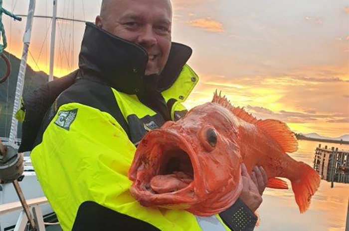 Sven Prine med sin enorme rødfisk der aspirerer til at blive ny norsk rekord.