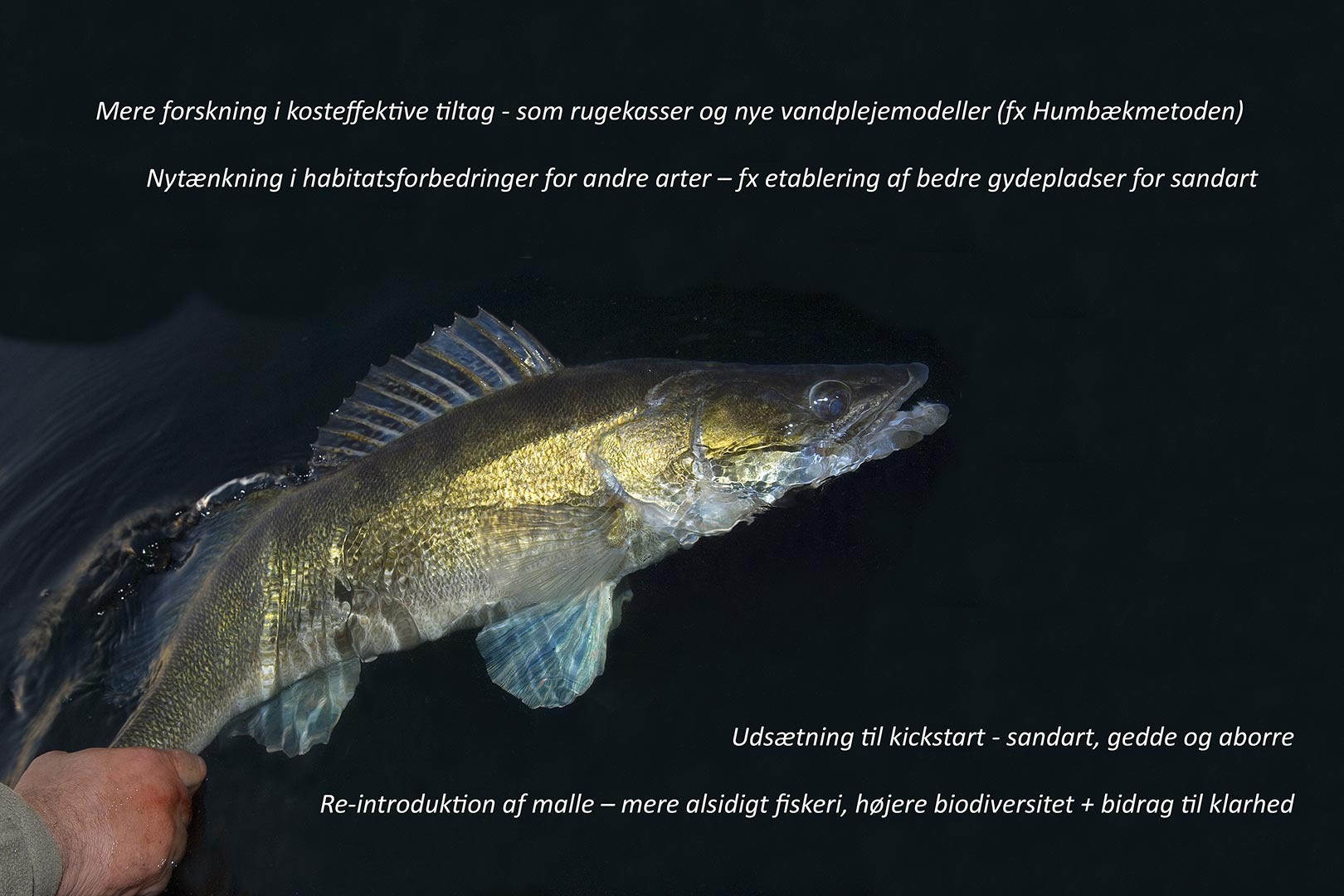 4 - Jens Bursells oplæg til branchedagen for Dansk Lystfiskeri 8. september 2022