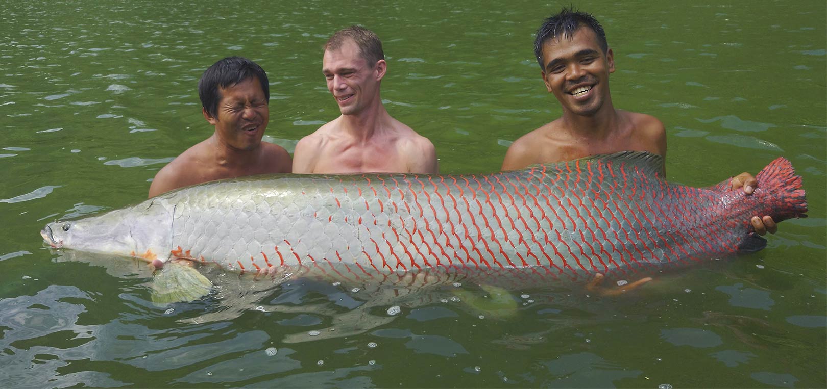 Arapaima som denne er der gode chancer for at fange på resortet Exotic Fishing Thailand.