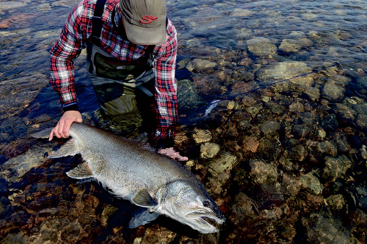 Catch and release fiskeri sikrer, at bestandene af lake trout på Great Bear Lake forbliver sunde. Her genudsættes forfatterens fisk på godt og vel 15 kilo.