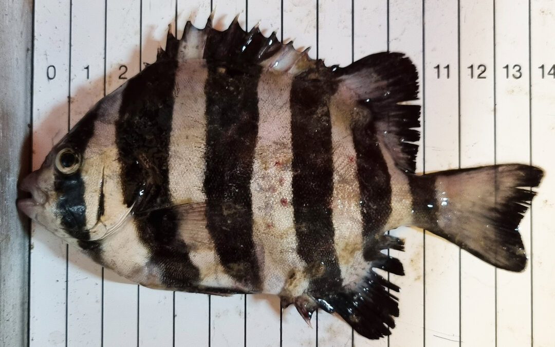 stribet knivkæbefisk i Kattegat