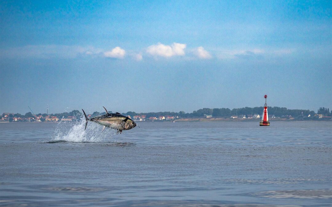 På torsdag er der foredrag om tunen i Helsingør