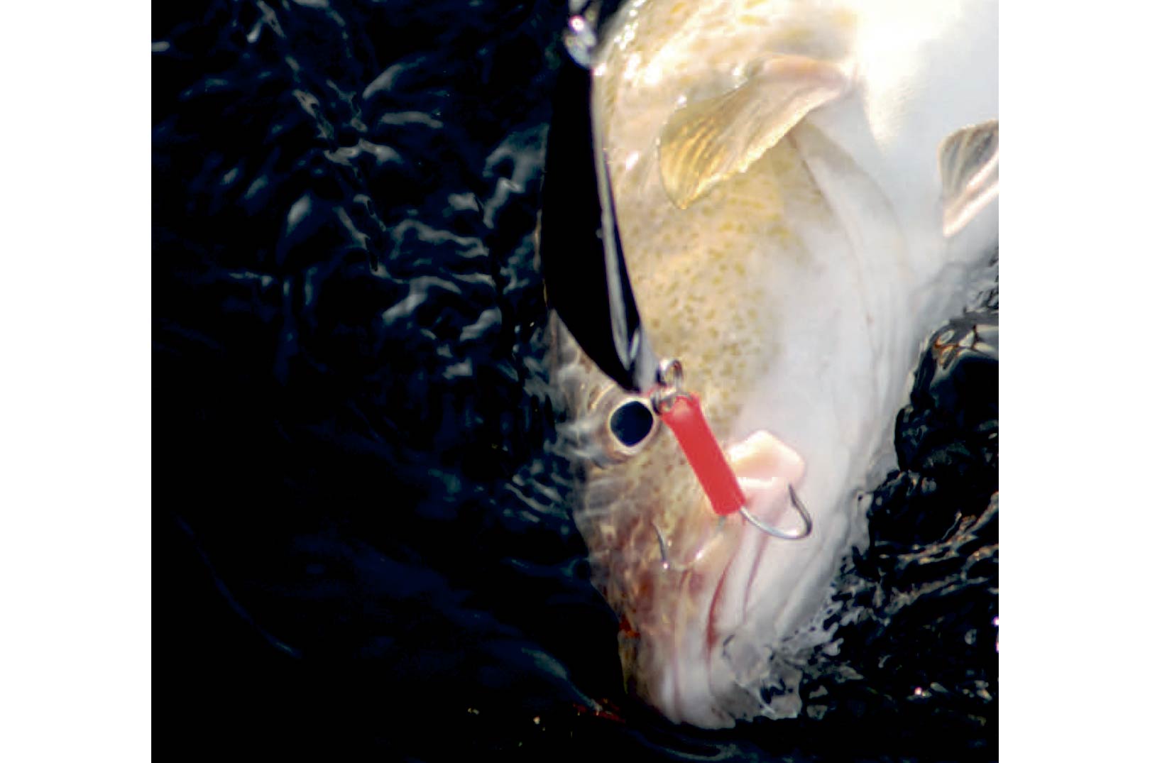 På større dybder bestårrovfiskenes føde hovedsageligt af sild, så der er god logik i at benytte blanke pirke.