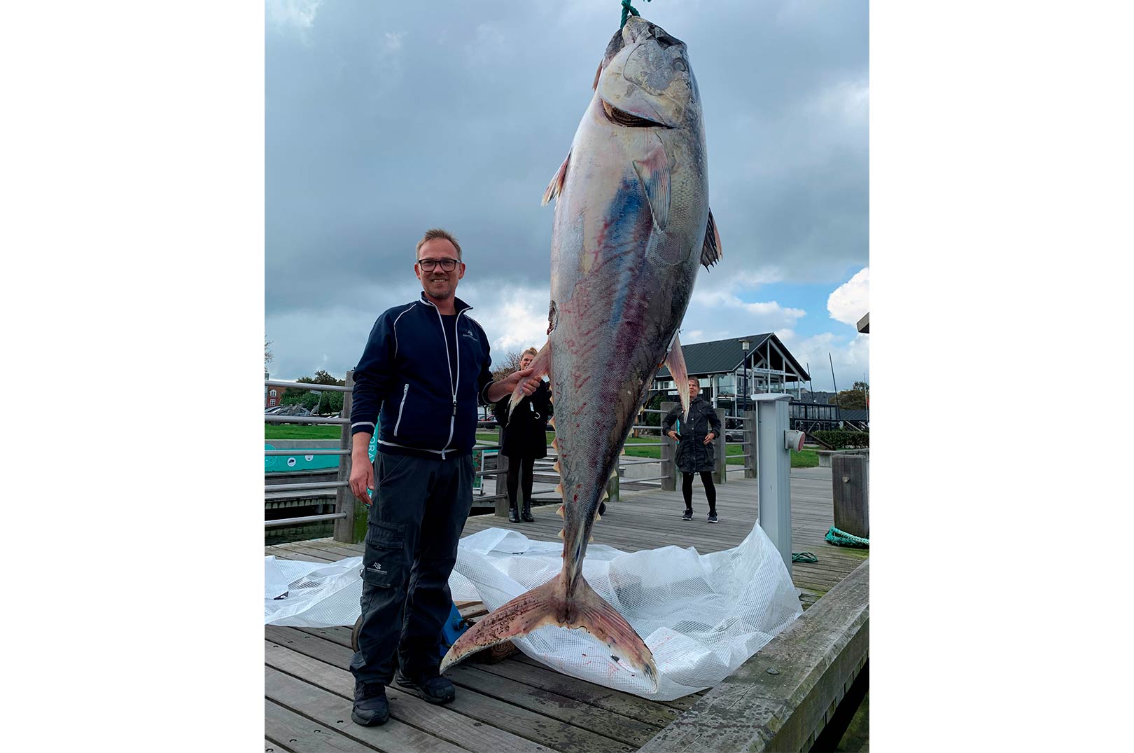 Denne 260 kilos blåfinnede tun blev bragt i land ved Helsingør. Foto: Jens Peder Jeppesen
