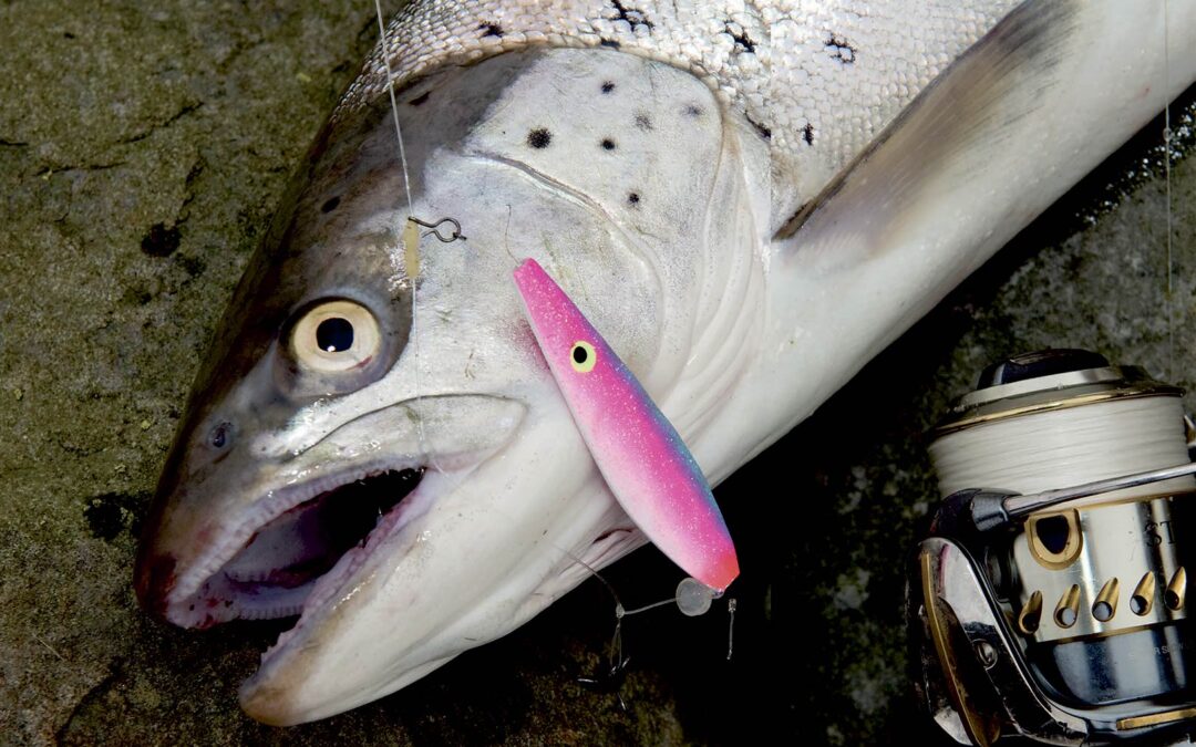 En smuk og blank fjordørred er er faldet for den pangfarvede gennemløber fisket på et release-rig – et sikkert valg i de kolde måneder.