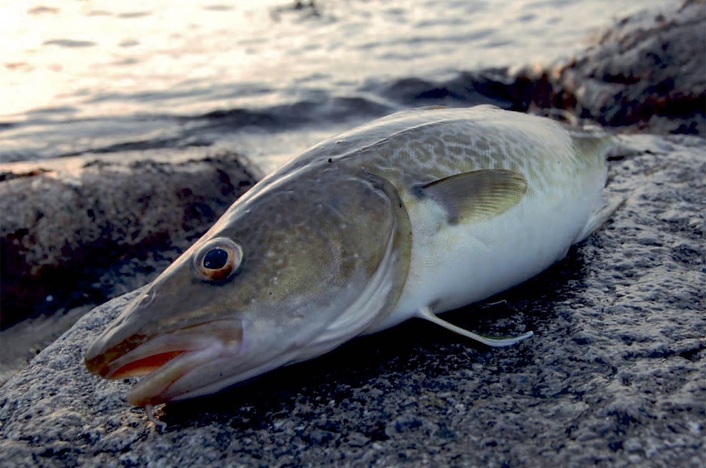 Kysttorsken er desværre blevet en mere og mere sjælden fangst - også ved Kolding Fjord, hvor denne er taget.