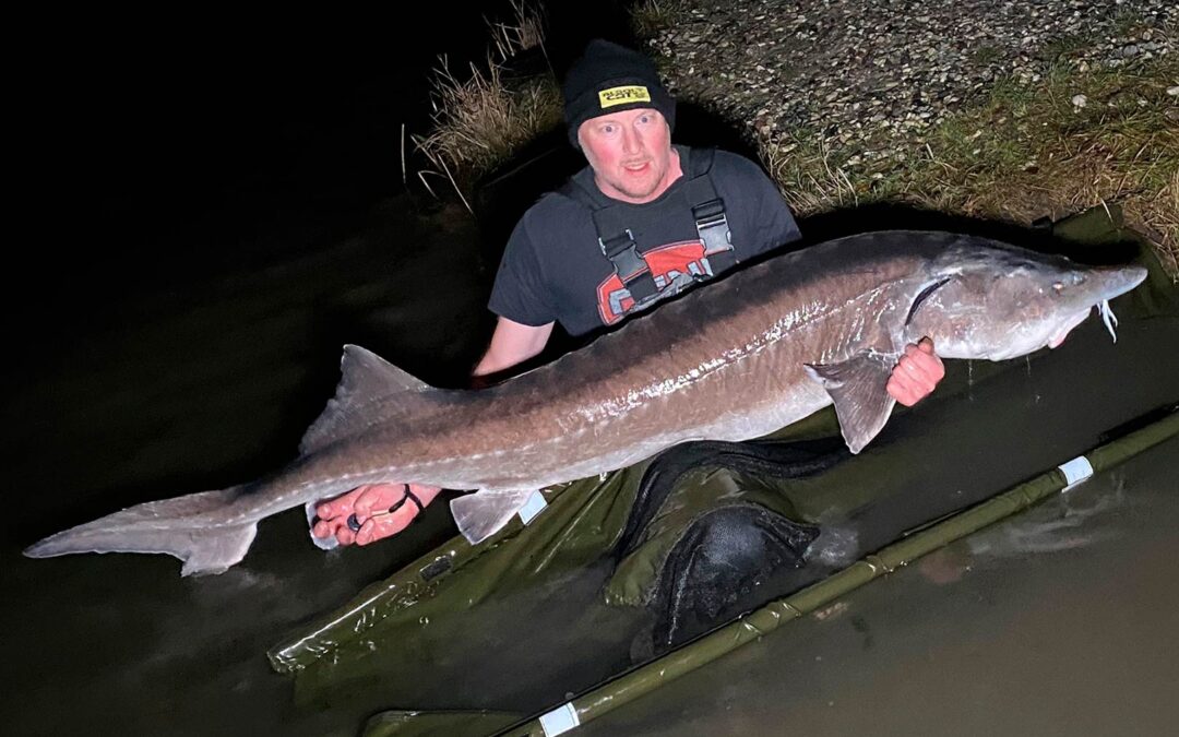 Jörgen Lindell med sin flotte bdeluga på 50 kilo fra Simons put and take.