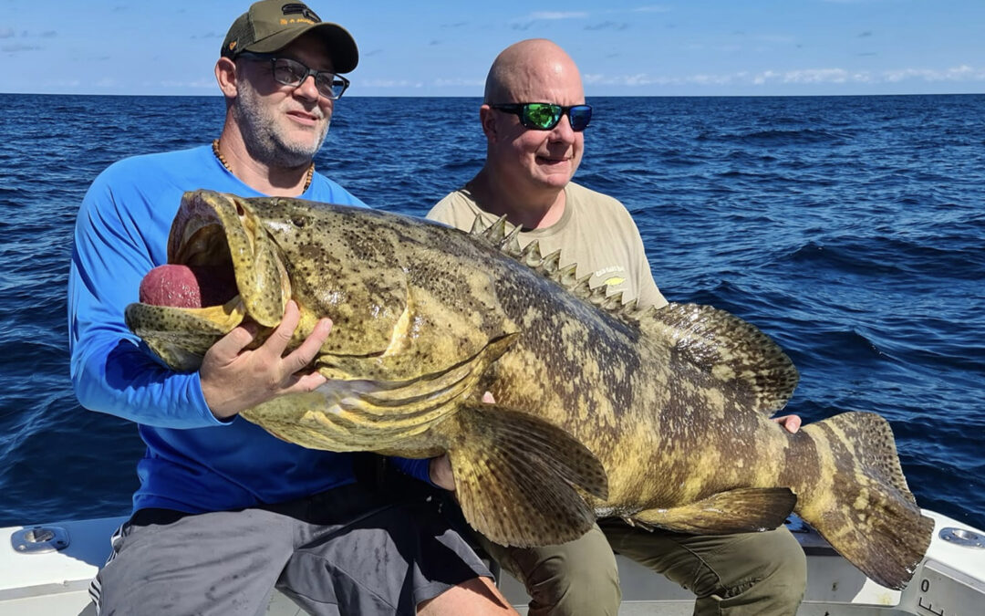 Goliath grouper taget i Florida på tur med Waterman Travel.