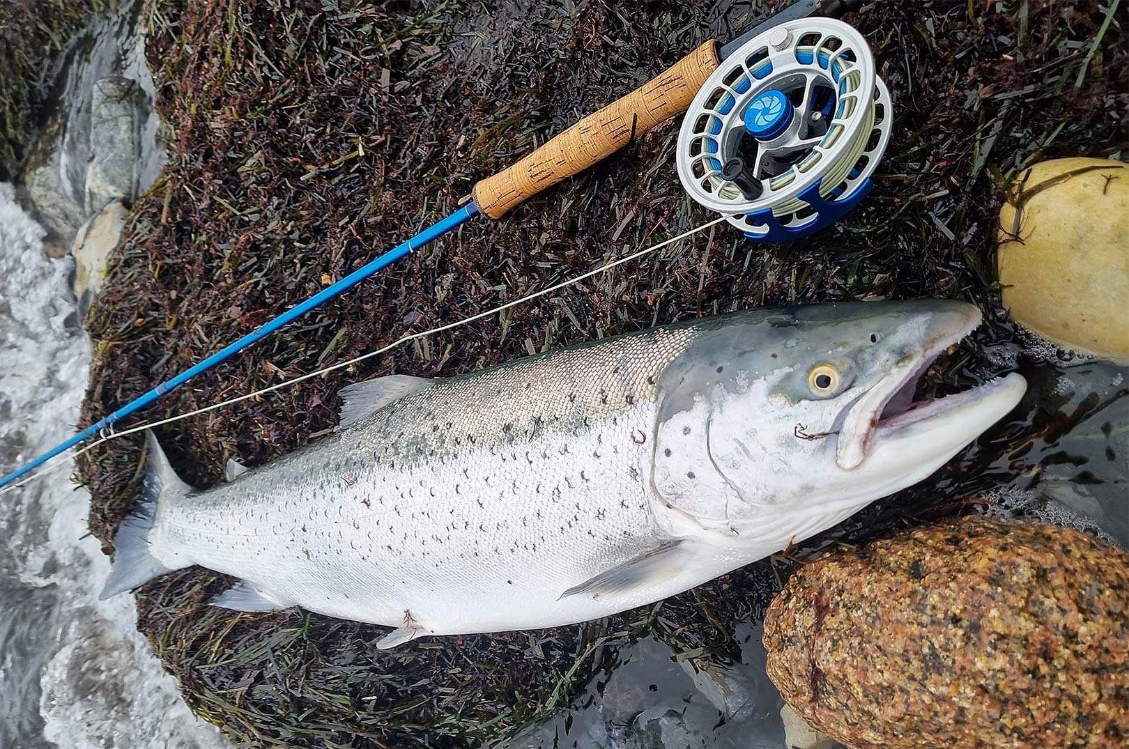 Så bæiver de ikke flottere. Her ser du Poul Steen Larsens fantastiske havørred, der huggede på en Guldbasse fisket som ophænger på fluestangen. Fisken deltager i Kinetic Fiskecup 2023.