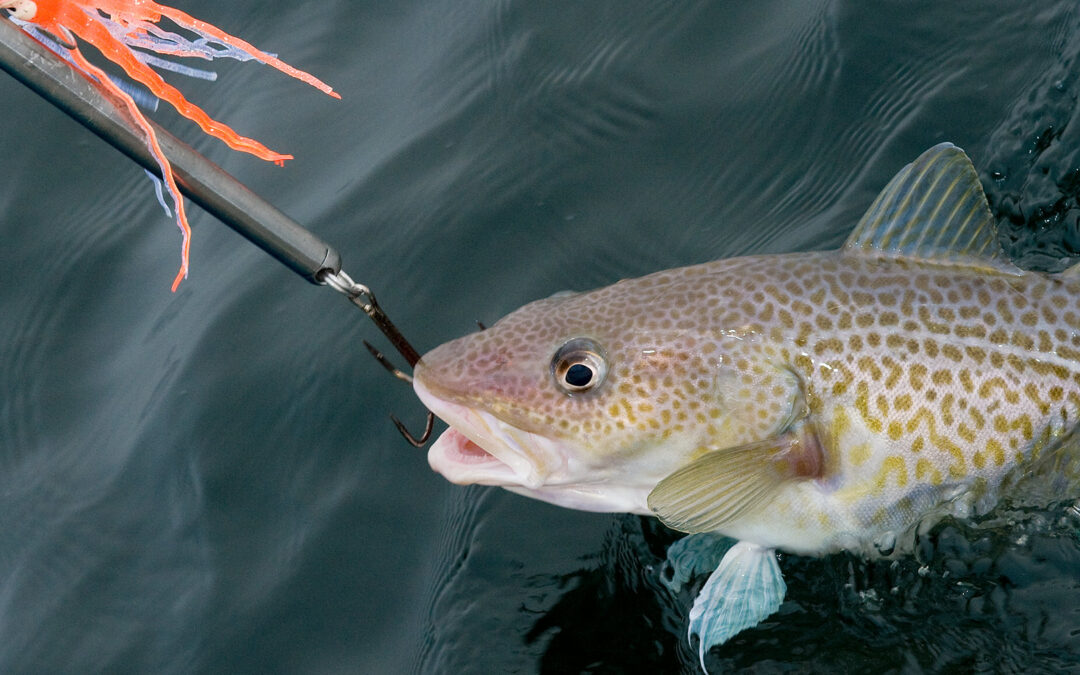 Hvidovre Sport har fået ændret ordly af regler for torske og laksefiskeri til lystfiskernes fordel.
