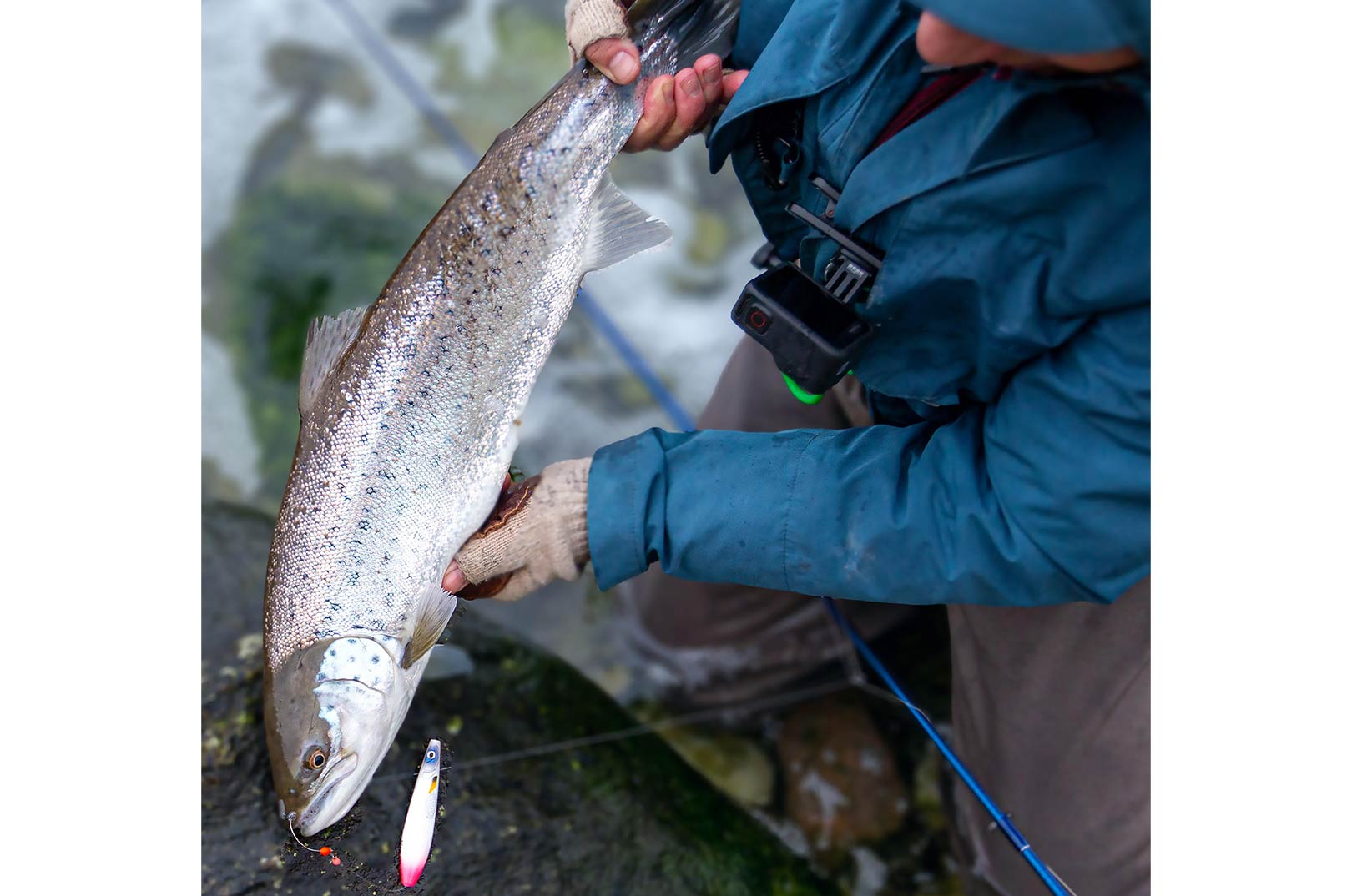 Nicka Hellenberg med sin flotte blankfisk fra Gotland, der huggede på blinket Smakk.