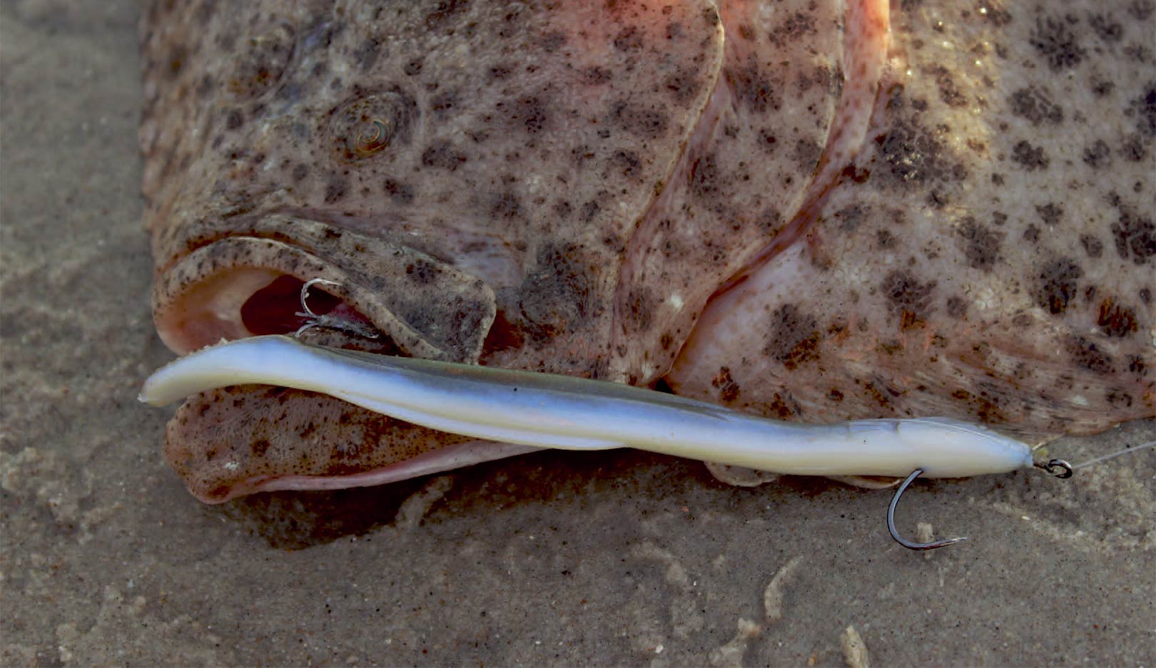Gulp Swinning Eels ersuper effektive til pighvar – de har nemlig både den rette bevægelse, duft og smag