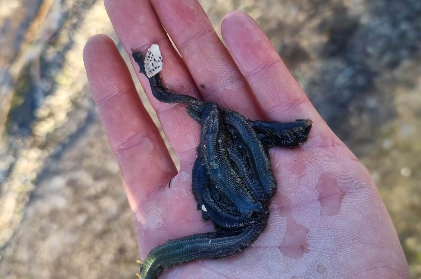 Der er nu godt gang i børsteoirmene mange steder. Disse er fra Isefjorden forleden. Folto og filmklip: Thomas Ejdrup Angler.