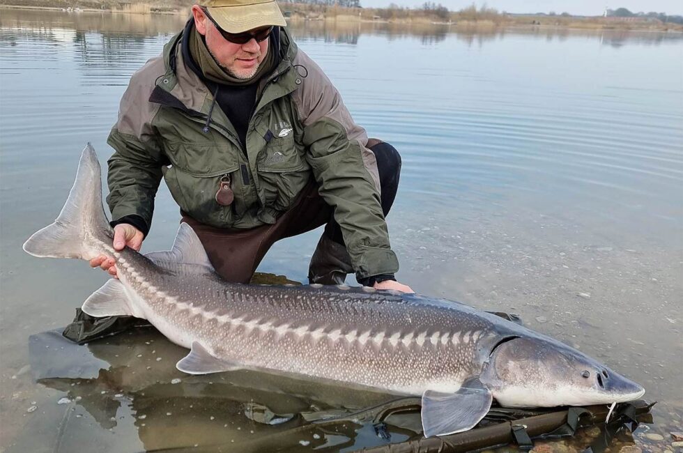 NORDVESTSJÆLLANDS FISKEPARK: STØR I GOD VÆKST - Fisk & Fri