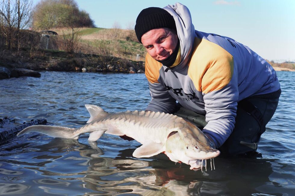 NY PR FOR VESTATLANTISK STØR - Fisk & Fri