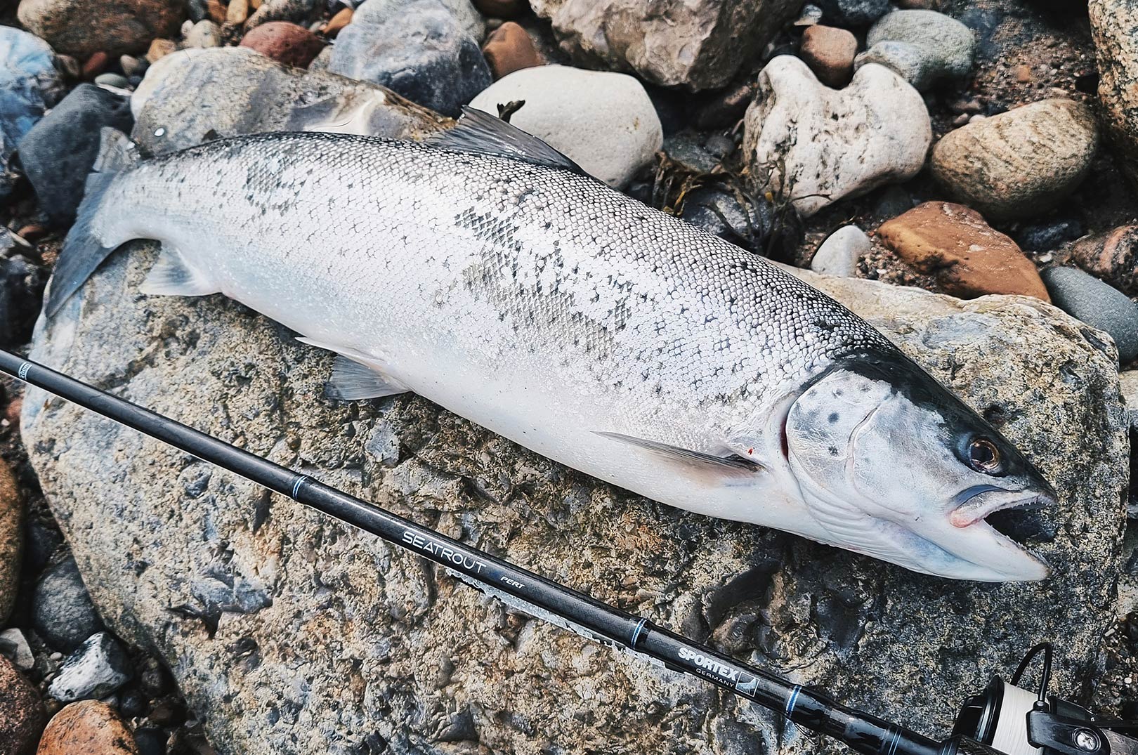 Den fine havørred gave kamp til stregen på Martins Seatrout Xpert stang.