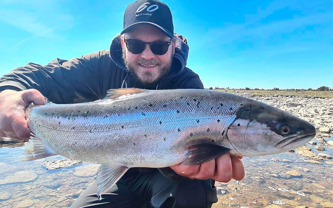 HAVØRRED OG FISKEGLÆDE PÅ ÖLAND