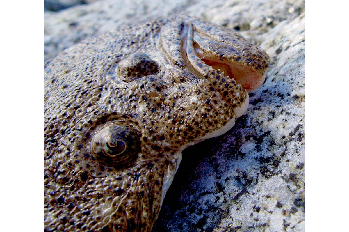 Den prægtige spisefisk pighvar,er talrigt repræsenteret i farvandet rundtom Læsø.