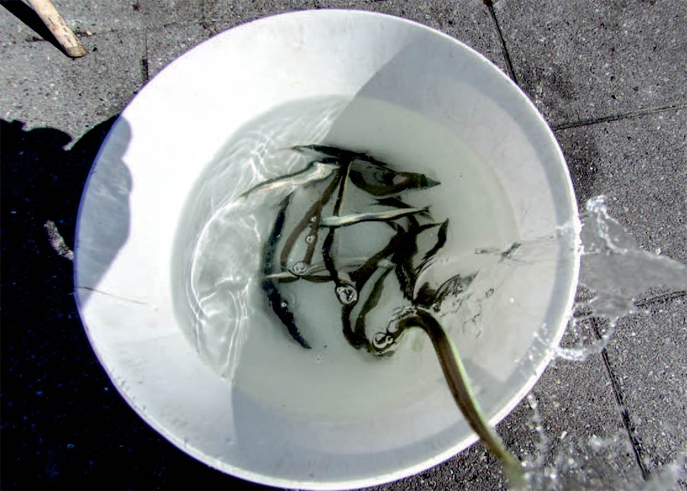 Levende tobis er en uovertruffenagn til flådfiskeri efter havørred.