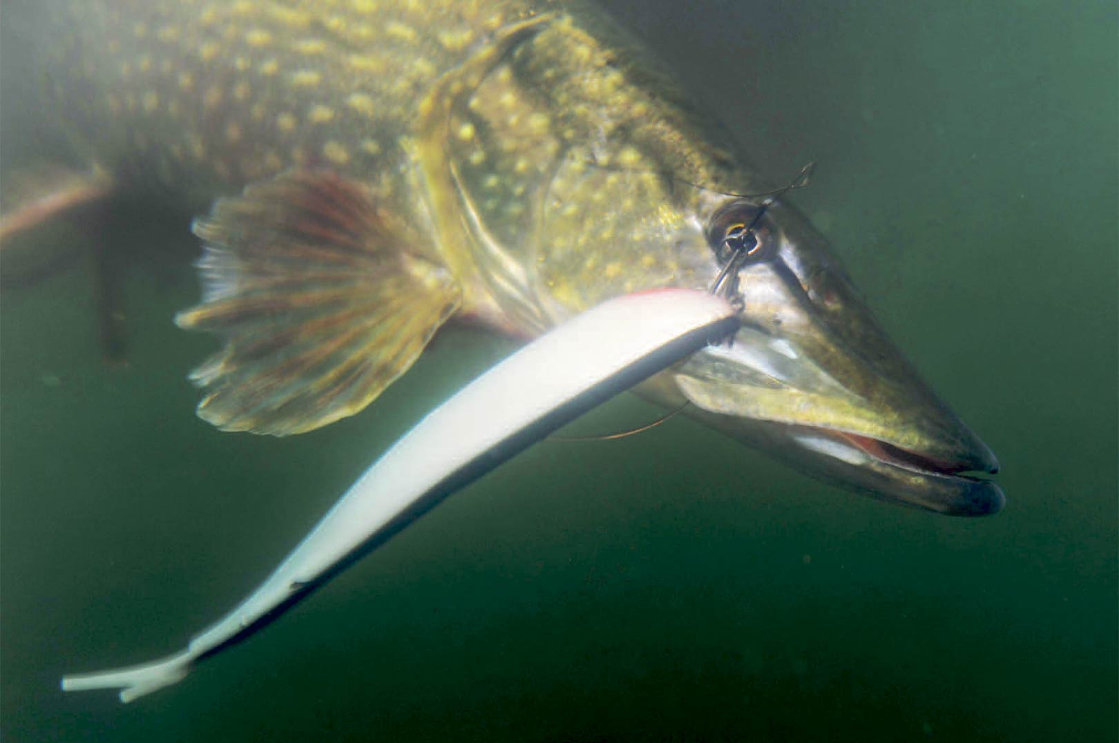 Twintails som denne er en af Ulisfavoritter til det vertikale geddefiskeri.