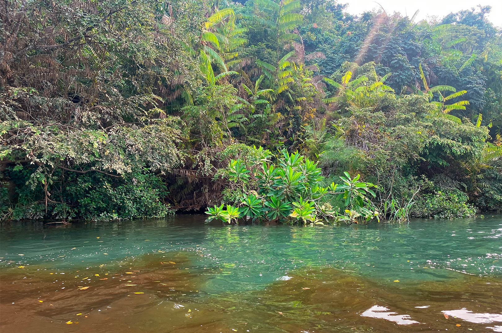Sådan ser det ud, hvor det spritklare vand i sidefloderne - møder vandet fra den mudrede og kakaofarvede hovedflod - Congo.