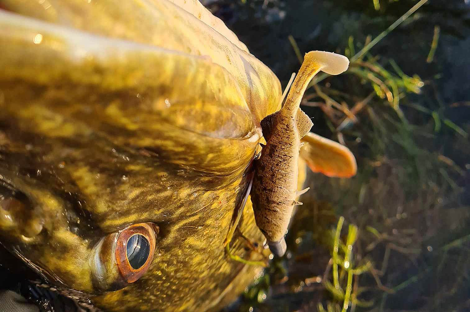 106 cm var gedden Malthe fik fra sin flydering. Her ser du den lille Stanley The Stickleback i mundvigen på fisken.