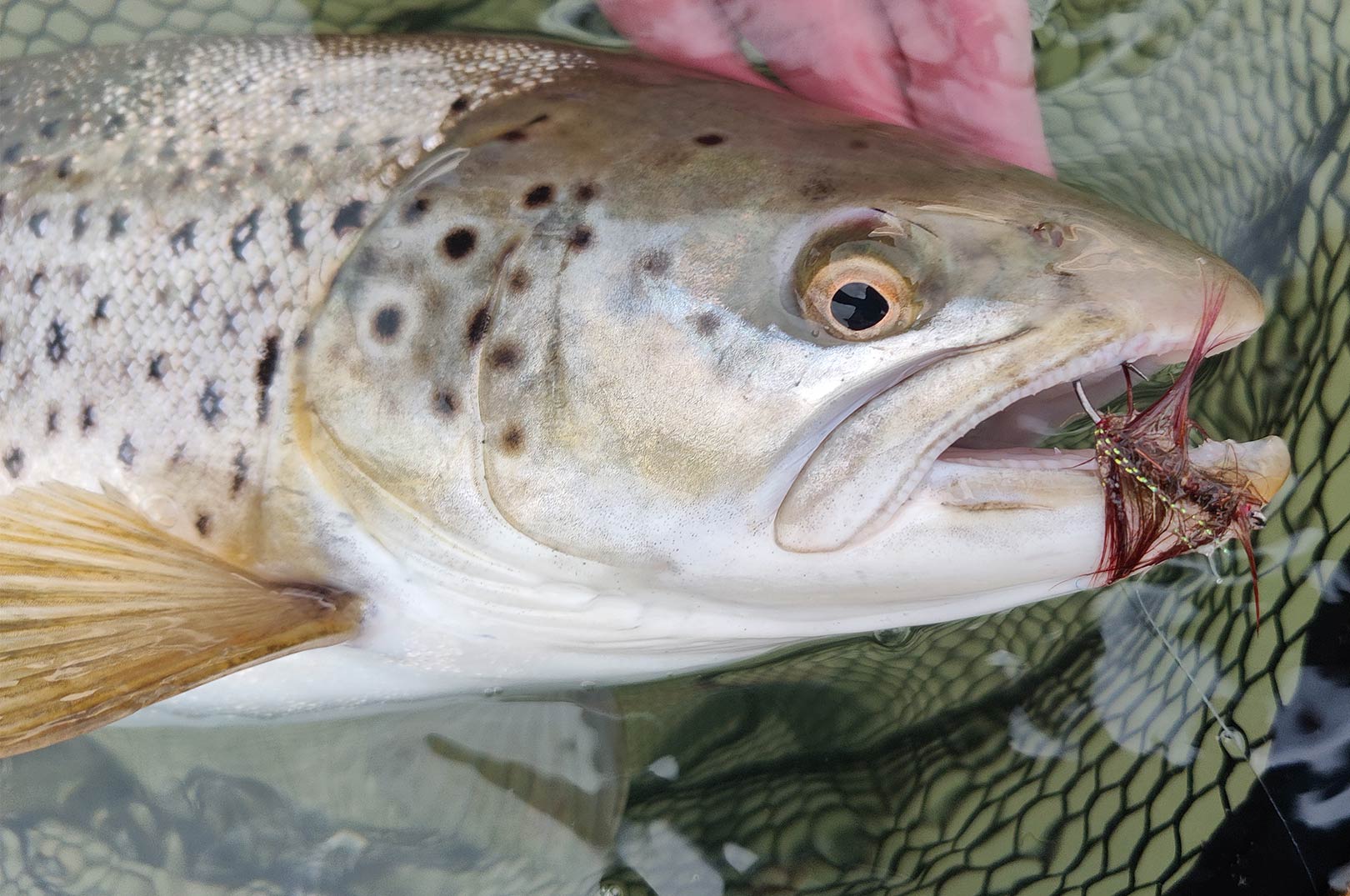 Fisken tog en str. 6 Omøbørste-flue bundet med de efterhånden noget sjældne guldfasanfjer. Øverst Per Fischer med den flotte fisk.