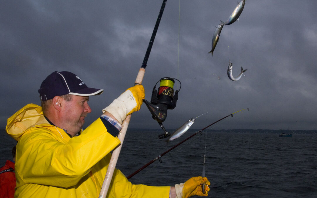 På søndag kan du komme ud og fiske sild med Hvidovre Sport på det gode skib Havstrygeren i Øresund.