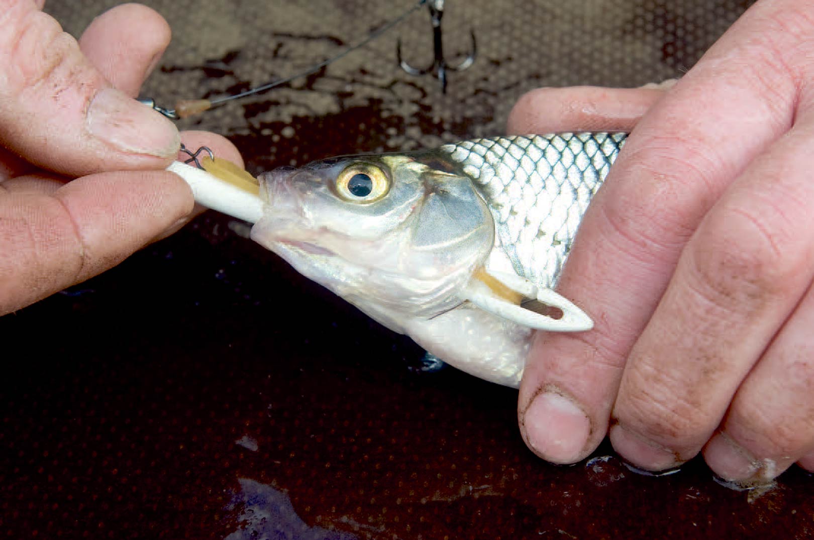 1: Sæt den forreste store husholdningselastikind i slidsen på en Stonfo-krogløser. Læg agnfisken på et fladt, vådt underlag med bugen mod dig. Før elastikken gennem munden på fisken og forsigtigt op bag gællelåget uden at røre selve gællerne.