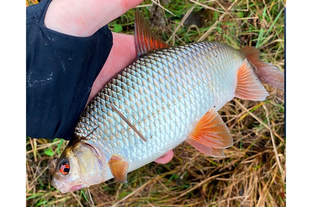 MASSER AF FLOTTE SKALLER I LILLEBITTE SØ - Fisk & Fri